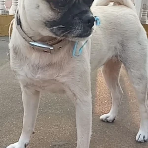 A White Pug Dog Missing from Baluwatar, PM gate no.1-3