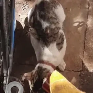 A White and Grey Calico Cat Found from Aundh, Pune-2