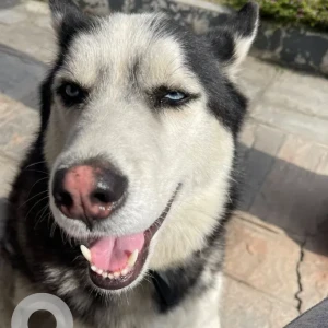 A Black and White Husky Dog Missing from Pasikot, budhanilkantha-2