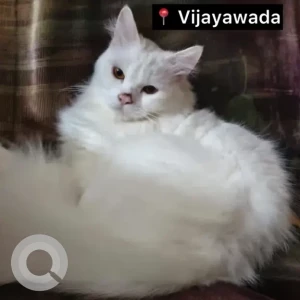 A White Persian Cat Missing from Ayyappa Nagar, Vijayawada