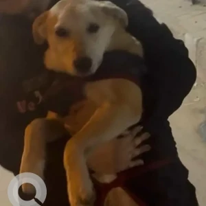 A White-Brown Mix Indie Dog Missing from Janak Puri East Metro station pillar 542-2