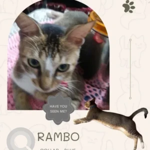 A Grey-White Mix Indie Cat Missing from Tito's Lane / Nr Solmar Cottages