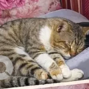 A White-Brown Mix Domestic Shorthair Cat Missing from Al Madam-2