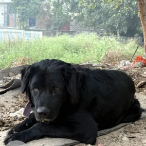 A Black Labrador Dog Found from Chhawla locality, Dwarka Sec-21, Delhi-2
