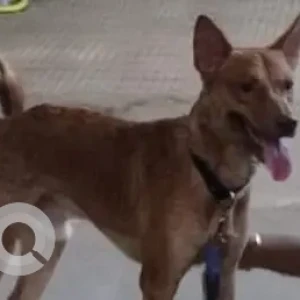 A Brown Indie Dog Missing from Range Hills, Pune-2