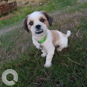 A White-Brown Mix Shih Tzu Dog Missing from Lekhi Futsal