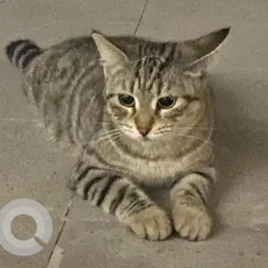 A Black and Brown Bobtail Cat Found from Villa 88, Baniyas East
