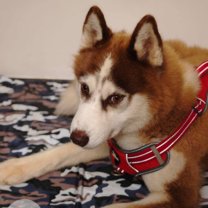 A White-Brown Mix Husky Dog Missing from Makanahalli-2