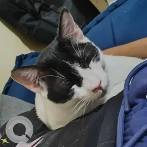 A Black and White Indie Cat Found from 8th block Koramangala