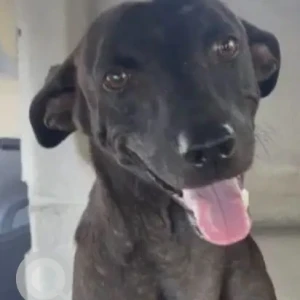 A Black Indie Dog Missing from Chandrgupt Appartment, IIM Ahmedabad