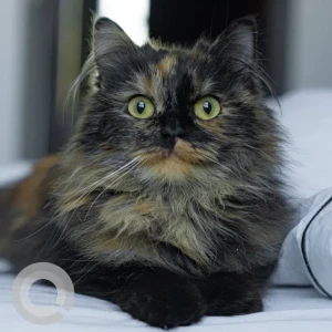 A Black Persian Cat Found from Opposite of Museum of The Future