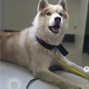A White-Brown Mix Husky Dog Found from RR Nagara, Santrupthi hotel