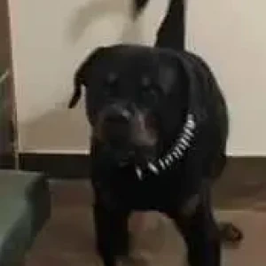 A Black and Brown Rottweiler Dog Missing from Sunlight Colony, New Delhi-2