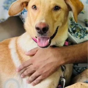 A White-Brown Mix Indie Dog Missing from New Delhi