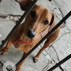 A Brown Dachshund Dog Found from Nandini Layout-2