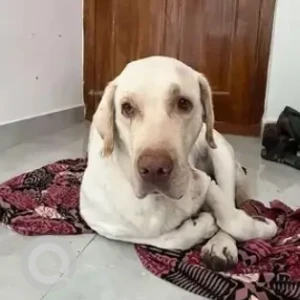 A White Labrador Dog Found from Ullal lake, Vishveshwarayya layout