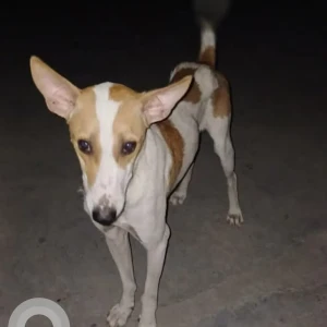 A White-Brown Mix Indie Dog Missing from Patel hospital East