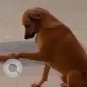 A Brown Indie Dog Found from Porvorim-2