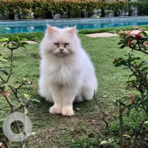 A White Persian Cat Missing from Porvorim, Guirim