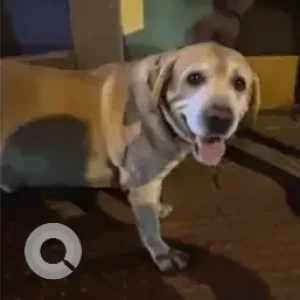 A White-Brown Mix Labrador Dog Found from Bengaluru-2