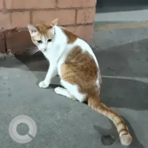 A White-Brown Mix Indie Cat Found from Somasundarapalya, HSR layout