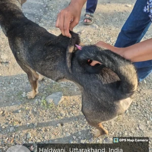 Rabies vaccination-47