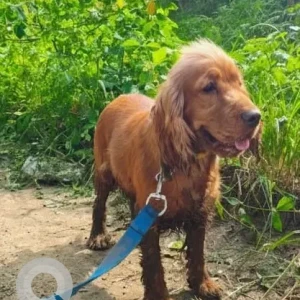 A Brown Cocker Spaniel Dog Found from Taljai Forest Area, Pune