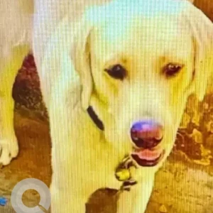 A White Labrador Dog Missing from Adugodi, Hosur Road-2