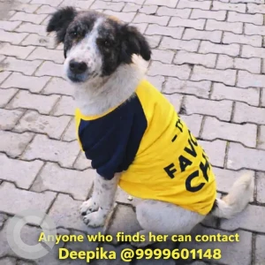 A White-Brown Mix Indie Dog Missing from Bhera enclave