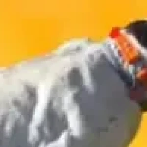 A White-Brown Mix German shorthair pointer Dog Missing from The Fin, Fur and Feather Club