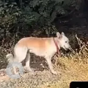 A White Indie Dog Found from Shooting Range Road, Surajkund