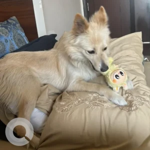 Female Pomeranian Dog Adoption for Adoption in malviya nagar