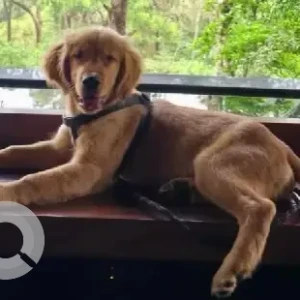 A Brown Golden Retriever Dog Missing from 