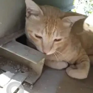 A Orange Indie Cat Missing from HSR Layout, Bengaluru