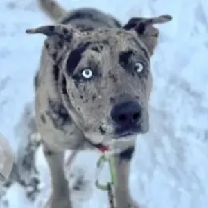 A Grey Mix Dog Missing from Absalona Hill Rd./Cooper Rd