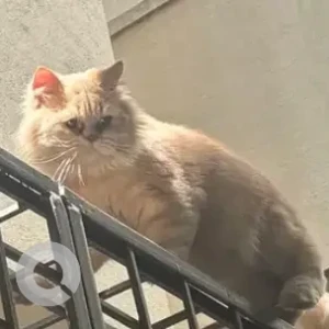 A Light Brown Persian Cat Missing from Arekare gate-2