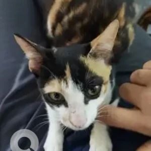 A Black and White Indie Cat Missing from 9th main, Malleshpalya Main Road, Asha Pet Clinic