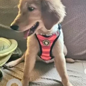 A Brown Golden Retriever Dog Found from Bengaluru-3
