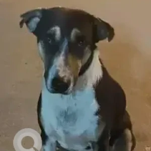 A Black and Brown Indie Dog Missing from Indirangar MI show room, 100ft road