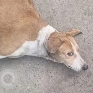 A White-Brown Mix Indie Dog Missing from GD Block Pitampura