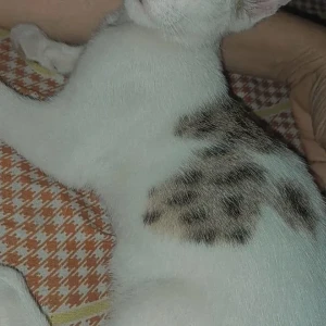 A Black and White Indie Cat Missing from Chakiya, Rajrooppur-2