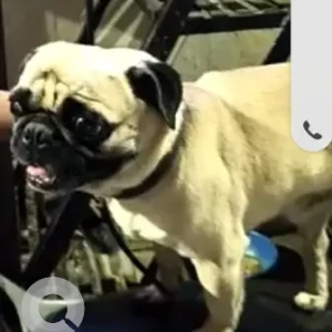 A White Pug Dog Found from Camp, MG road