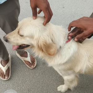 A White Golden Retriever Dog Found from HB Colony, Moula Ali