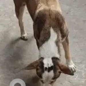 A White-Brown Mix Indie Dog Missing from Athgaon, Guwahati-2