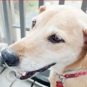 A Light Brown Mix Dog Missing from smith st/ horton st