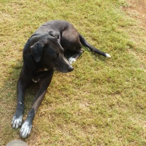 A Black and White Indie Dog Missing from Kandivali East, Mumbai