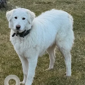 A White Maremma Sheepdog Dog Missing from Commodore Perry Hwy/Rt 1 near Lavender Farm