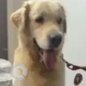 A White Golden Retriever Dog Found from Appa junction -Narsingi Road-2