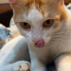 A White-Brown Mix Indian Domestic Shorthair Cat Missing from Chirayu Medicare, Raghuvar nagar