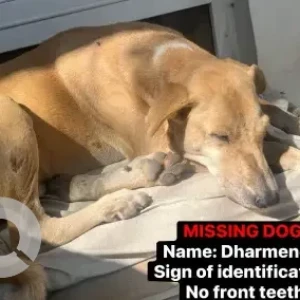 A White-Brown Mix Indie Dog Missing from Delhi
